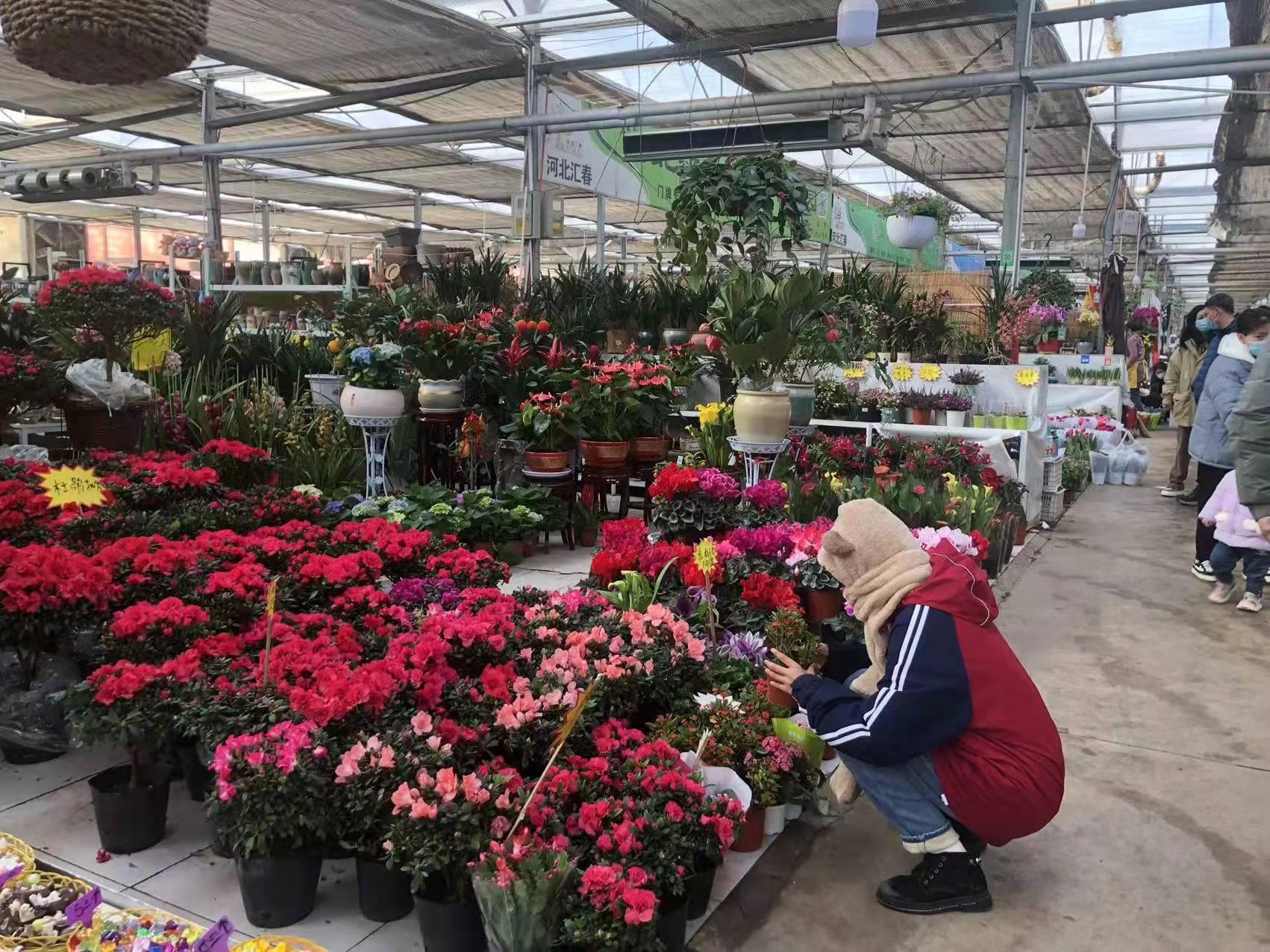 石家庄，历史长河中的璀璨明珠闪耀之处